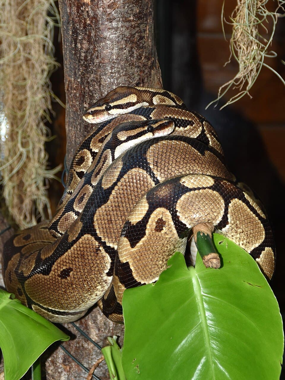 Ball Python