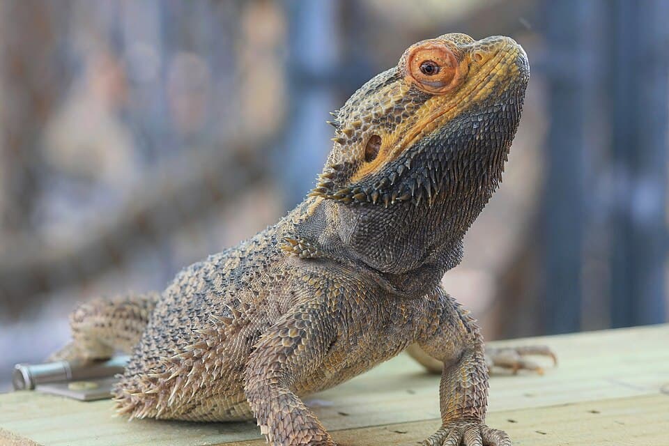 Bearded Dragon