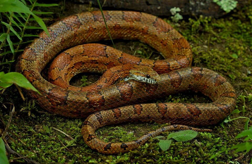 Corn Snake