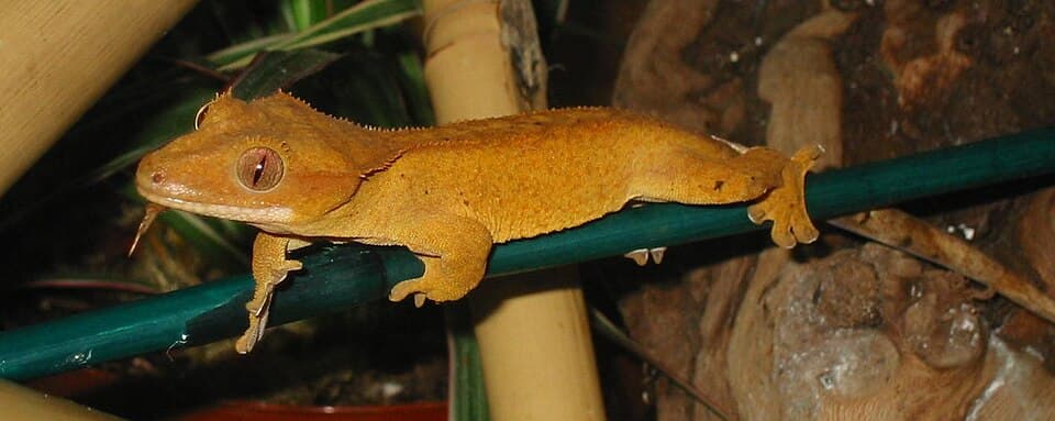 Crested Gecko